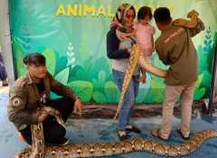  Komunitas ARAL CS Subang berikan edukasi reptil pada masyarakat